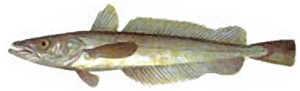 Hake